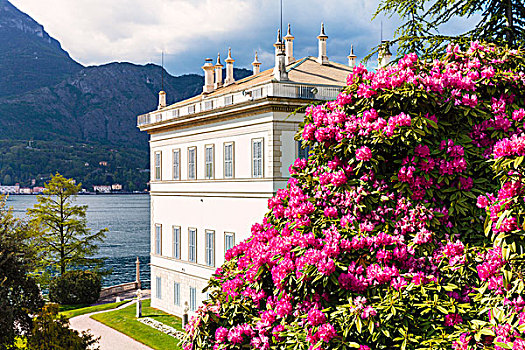 盛开,粉色,杜鹃花属植物,花园,别墅,伦巴第,意大利