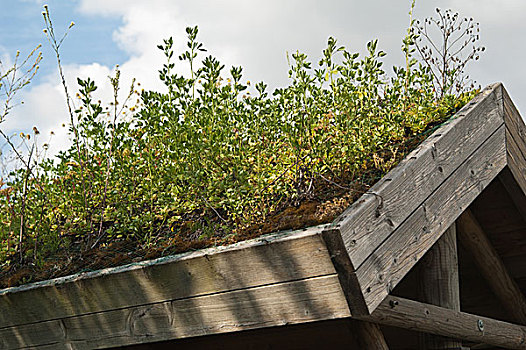 屋顶,遮盖,草皮,植物