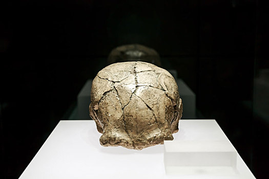 安徽博物院藏更新世中期和县人头盖骨
