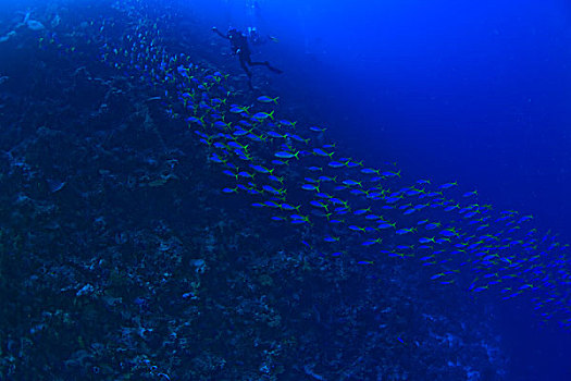 鱼群,深潜,群岛,海洋,保存,南,苏拉威西岛,印度尼西亚,亚洲