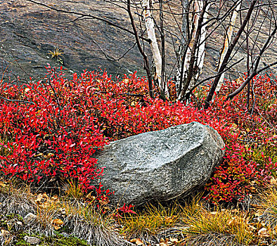 蓝莓,秋天,灌木,石头,地层出露,萨德伯里,安大略省,加拿大