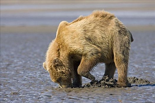 大灰熊,棕熊,潮汐,阿拉斯加
