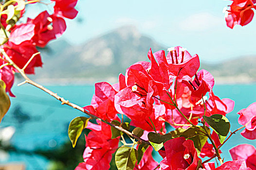 叶子花属,花,海洋,后面