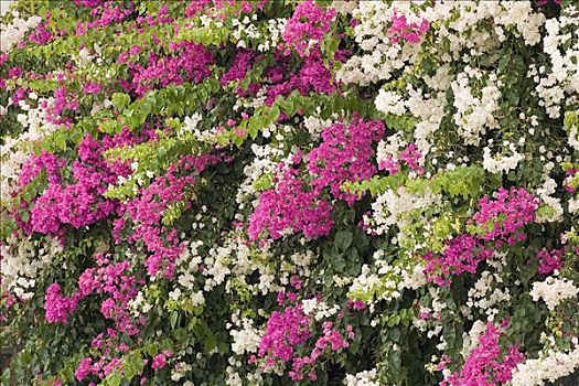 杜鹃花,马略卡岛