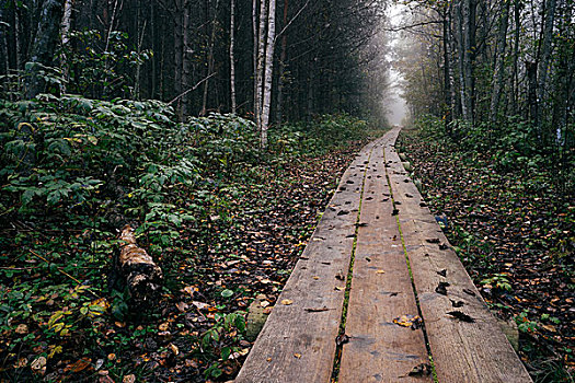 厚木板,道路,晚秋,树林,雾状,早晨
