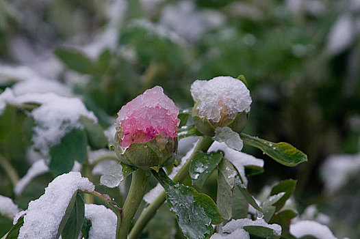 雪中牡丹