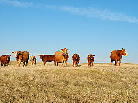 牲畜,菜牛,干燥,夏天,草原,艾伯塔省,加拿大