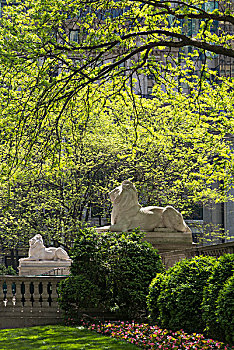 狮子,雕塑,入口,纽约公共图书馆,曼哈顿,纽约,美国