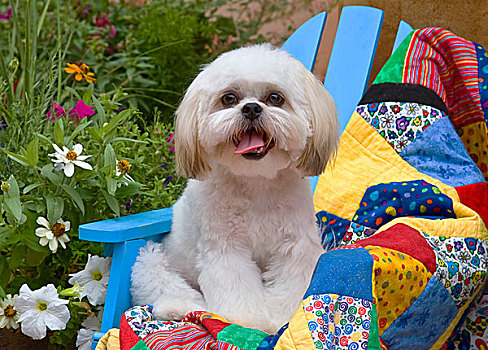 西施犬,小狗,坐,彩色,被子,花园