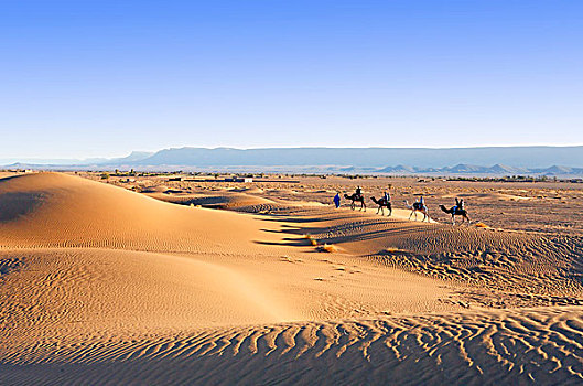 摩洛哥,德拉河谷,沙丘,日出,上方,旅游,远足,骆驼