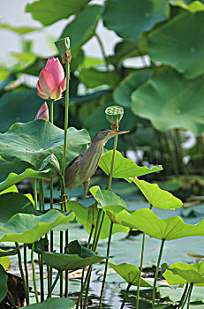 荷花与池鹭