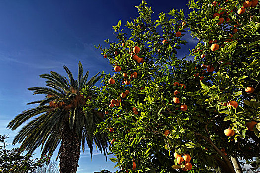 意大利,西西里,乡村,橘树,棕榈树,私人花园