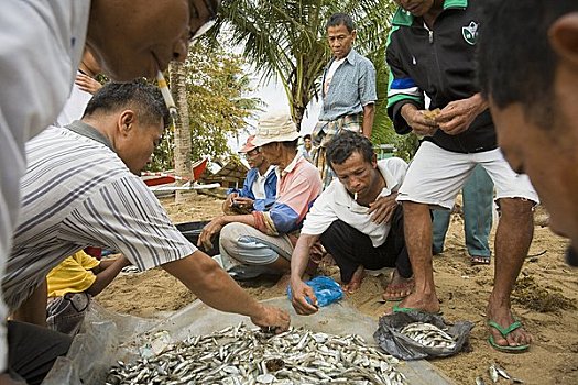 捕鱼者,分类,鱼,湾,苏门答腊岛,印度尼西亚