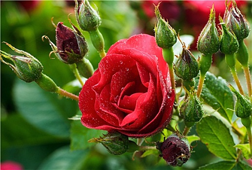 红玫瑰,灌木,露珠