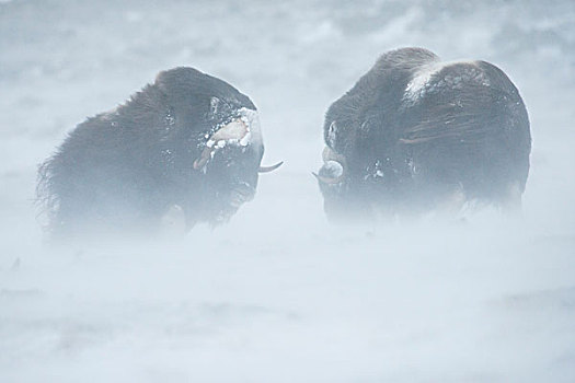 两个,麝牛,争斗,暴风雪,国家公园,挪威,欧洲