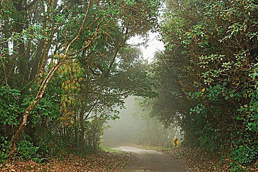 苔藓,树林,金马伦高地,马来西亚