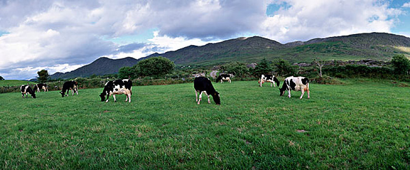 牲畜,牛,爱尔兰
