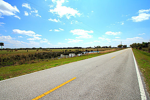 公路,通过,风景,佛罗里达,道路,美国