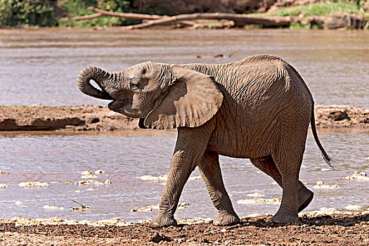 非洲象,喝,河,萨布鲁国家公园,肯尼亚,非洲