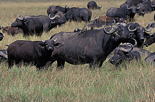 非洲水牛,牧群,马赛马拉,公园,肯尼亚