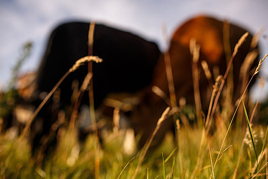 母牛,草场,夏天