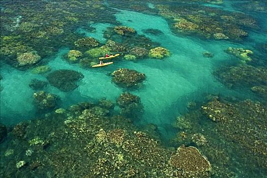夏威夷,毛伊岛,两个,漂流者,并排,海洋,俯视,漂亮,珊瑚,欧咯瓦鲁