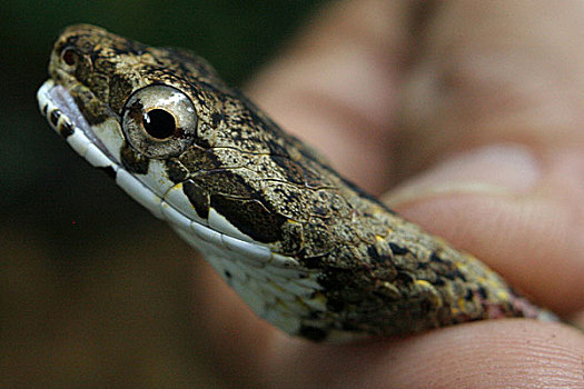蛇,拿,树林,八月,2008年