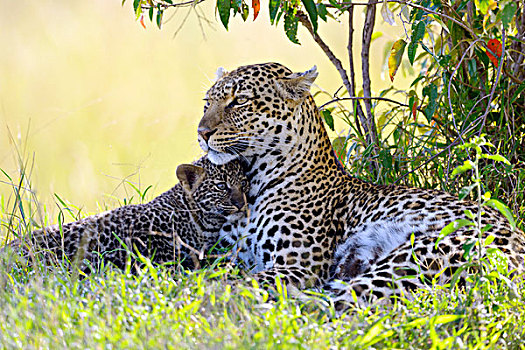 豹,女性,搂抱,幼兽,警惕,卧,灌木,马赛马拉国家保护区,肯尼亚,非洲