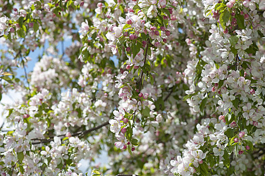 苹果花,五月,苹果树