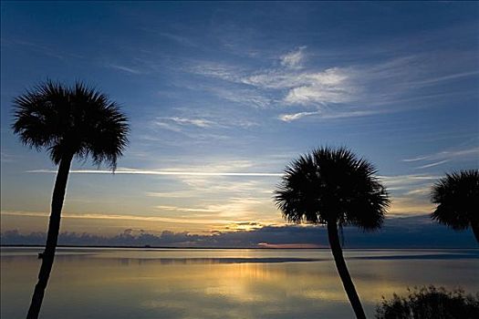 剪影,棕榈树,黄昏,海滩,佛罗里达,美国