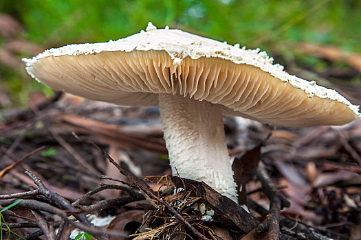 蘑菇,新南威尔士,澳大利亚,伞形毒菌