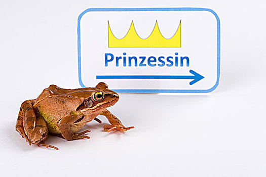青蛙,蛙属,道路,吻,公主
