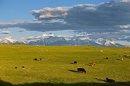 菜牛,放牧,茂密,草场,山谷,蒙大拿