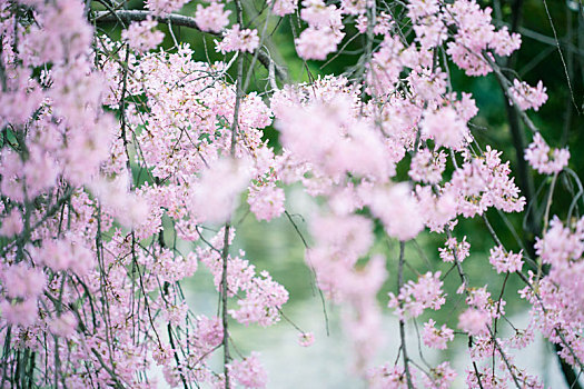 南京玄武湖樱花