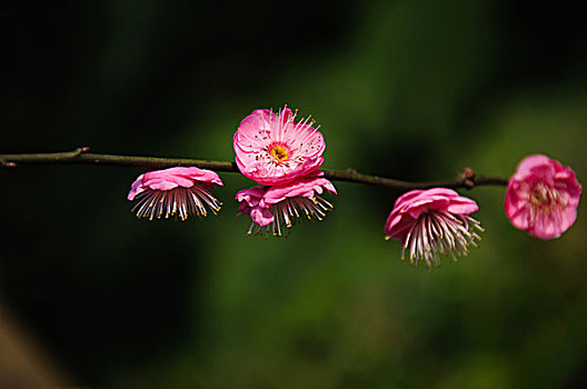 美丽的梅花