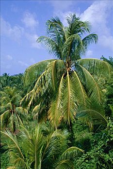 椰树,种植园,安东尼奥港,牙买加