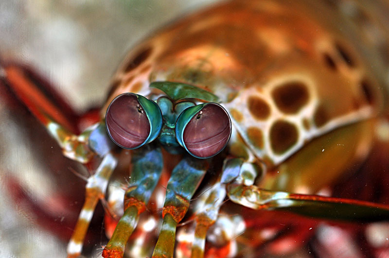 蝉形齿指虾蛄图片