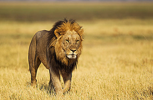 狮子,老年男性,走,萨维提,乔贝国家公园,博茨瓦纳,非洲