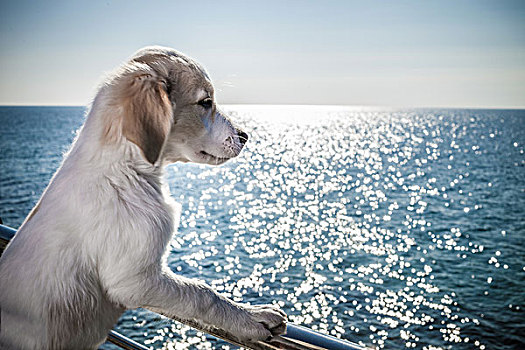 侧面视角,狗,倚靠,栏杆,看,海洋
