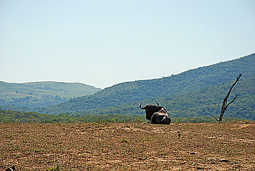 公牛,坐,山坡,南非