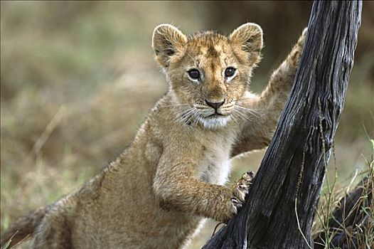 非洲狮,狮子,三个,老,幼兽,攀登,树桩,马赛马拉国家保护区,肯尼亚,非洲