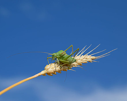 蝗虫,小麦