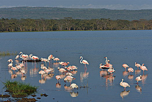 小红鹳,成群,火烈鸟,纳库鲁湖,纳库鲁湖国家公园,靠近,纳库鲁,裂谷省,肯尼亚,非洲