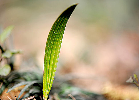 小草