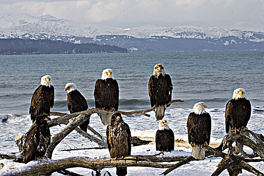 美国,阿拉斯加,白头鹰,海雕属,雕,冬天