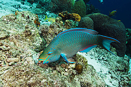 鹦嘴鱼,博奈尔岛,荷属安的列斯,加勒比
