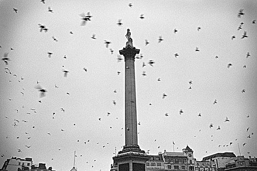 鸽子,飞跃,柱子,特拉法尔加广场,威斯敏斯特,伦敦,英格兰