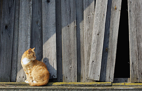 猫,木篱