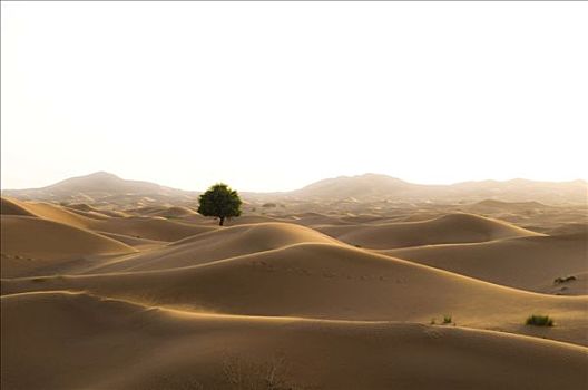 沙丘,孤树,迪拜,阿联酋