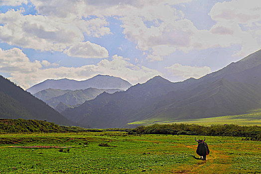 夏至,山丹马场草原美如画